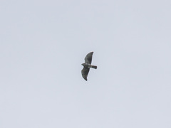 Buteo albigula