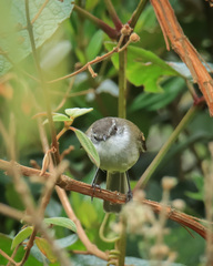 Mecocerculus leucophrys