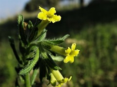 Lithospermum cobrense