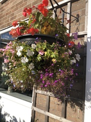 Begonia semperflorens-cultorum