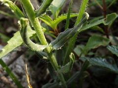 Lithospermum cobrense