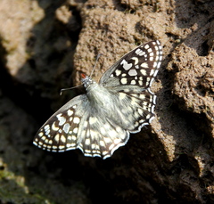 Caprona agama