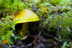 Cortinarius canarius