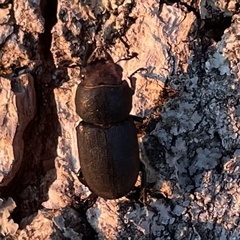 Dorcus parallelipipedus