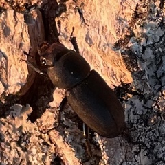 Dorcus parallelipipedus