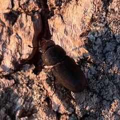 Dorcus parallelipipedus