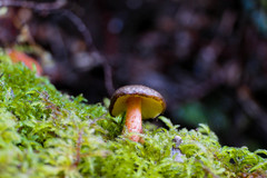 Russula tricholomopsis