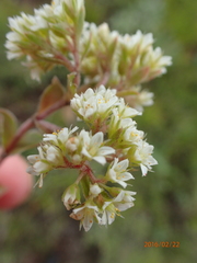 Crassula setulosa setulosa