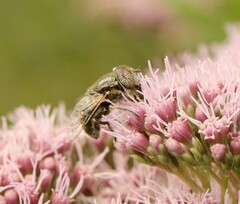 Eristalinus sepulchralis