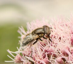 Eristalinus sepulchralis