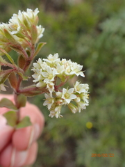 Crassula setulosa setulosa