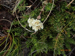 Crassula setulosa setulosa