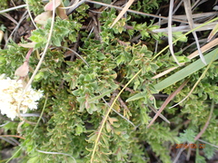 Crassula setulosa setulosa