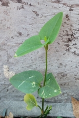 Magnoliopsida