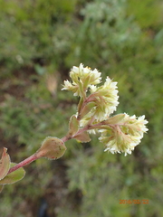 Crassula setulosa setulosa