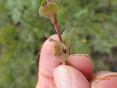 Crassula setulosa setulosa