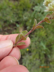 Crassula setulosa setulosa