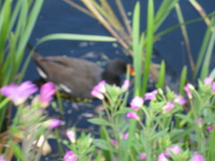 Gallinula chloropus