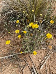 Heterotheca inuloides