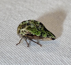 Telamona westcotti