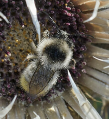 Bombus mesomelas