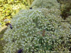 Meliscaeva cinctella