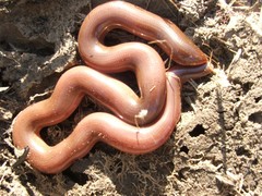Afrotyphlops bibronii