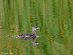 Podilymbus podiceps podiceps