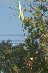 Tillandsia heterophylla