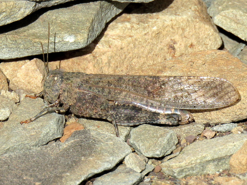 Scintharista