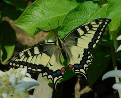 Papilio machaon