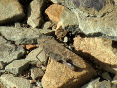 Scintharista magnifica