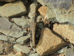 Scintharista magnifica