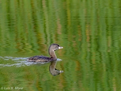 Podilymbus podiceps podiceps