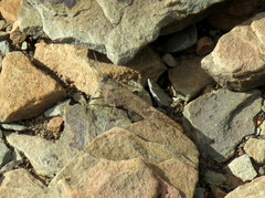 Scintharista magnifica