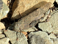 Scintharista magnifica