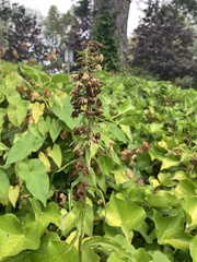 Epipactis helleborine
