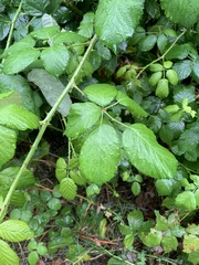 Rubus bifrons