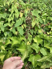 Epipactis helleborine