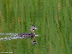 Podilymbus podiceps podiceps