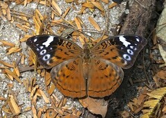 Bebearia chriemhilda