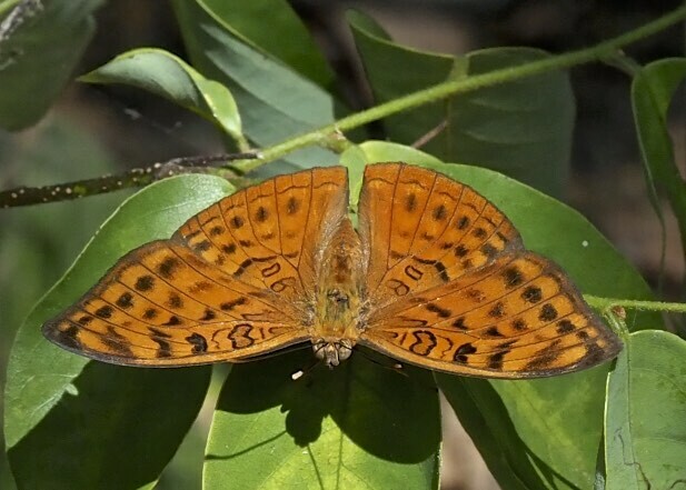 Bebearia chriemhilda from Bagamoyo, Tanzania on July 12, 2022 at 12:22 ...