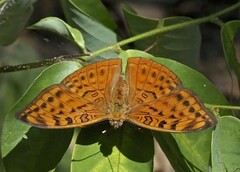 Bebearia chriemhilda