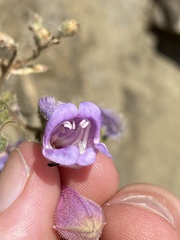 Penstemon richardsonii dentatus