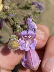 Penstemon richardsonii dentatus