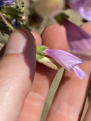 Penstemon richardsonii dentatus