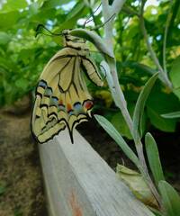 Papilio machaon
