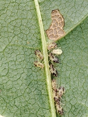 Periphyllus lyropictus