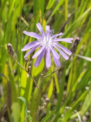 Lactuca pulchella