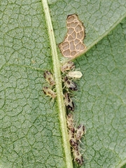 Periphyllus lyropictus